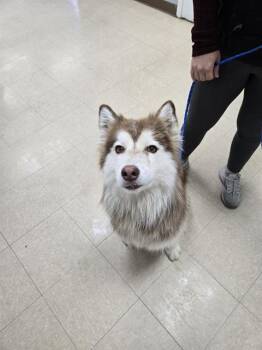 Siberian Husky Dogs Available for Adoption - SAKARI | PetCurious