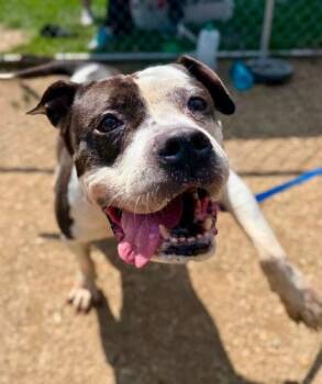 Kaylen -  Mixed Breed Dog for Adoption in West Chester, Pennsylvania - Kaylen | PetCurious