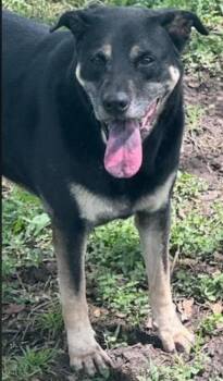Oliver -  Husky and German Shepherd Dog Dog for Adoption in Houston, Texas - Oliver | PetCurious