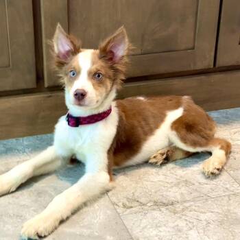 Trixie FC TM -  Collie and Mixed Breed Dog for Adoption in Union, Missouri - Trixie FC TM | PetCurious