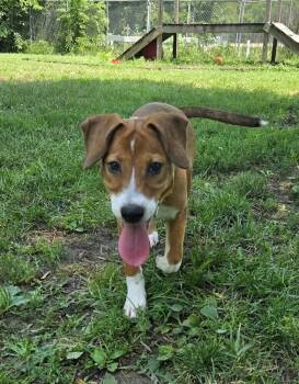 Prue -  Mixed Breed Dog for Adoption in Papillion, Nebraska - Prue | PetCurious