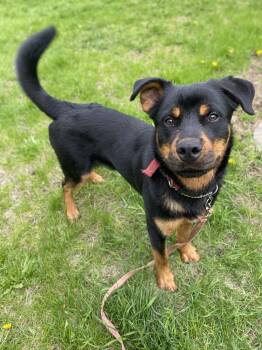 Savage -  Rottweiler and Husky Dog Available for Adoption in Vaudreuil-dorion, Quebec - Savage | PetCurious