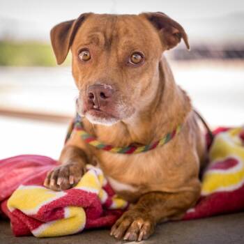 WYCLEF -  Cocker Spaniel and American Bully Dog for Adoption in Joshua Tree, California - WYCLEF | PetCurious