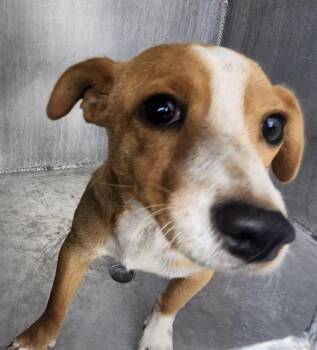 BONNET -  Terrier Dog for Adoption in San Antonio, Texas - BONNET | PetCurious
