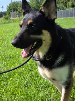 Koda -  German Shepherd Dog Dog for Adoption in Huntington, Indiana - Koda | PetCurious