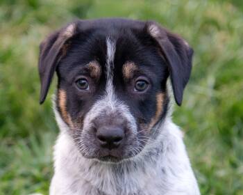 Australian Shepherd and Mixed Breed Dogs Available for Adoption in Nashville, Tennessee - Westin | PetCurious