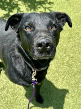 Miller -  Mixed Breed Dog for Adoption in Wichita, Kansas - Miller | PetCurious