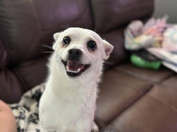 Chihuahua and Pomeranian Dogs Available for Adoption - Olaf | PetCurious