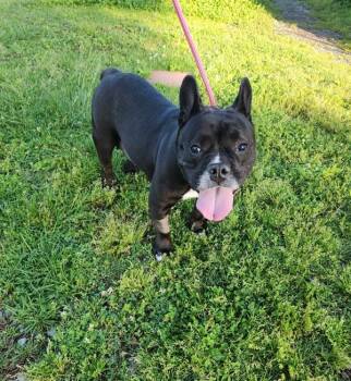 French Bulldog Dogs Available for Adoption - Nala | PetCurious