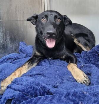 ARLO -  German Shepherd Dog Dog for Adoption in Rowlett, Texas - ARLO | PetCurious