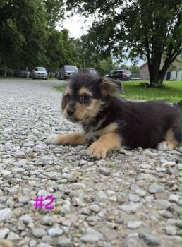 Wooley -  Rat Terrier and Yorkshire Terrier Dog for Adoption in Waterloo, Illinois - Wooley | PetCurious