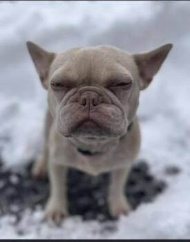 French Bulldog Dogs Available for Adoption - Latte | PetCurious
