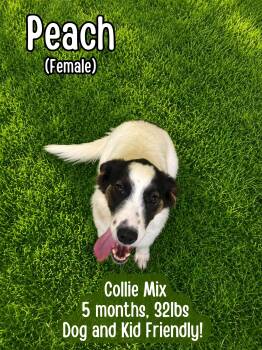 Peach -  Collie Dog for Adoption in Lancaster, Kentucky - Peach | PetCurious