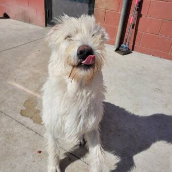 Labradoodle Dogs Available for Adoption in Spencer, Iowa - Rhett | PetCurious