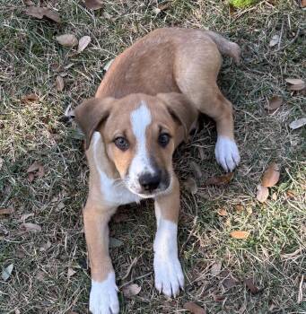Rescue Australian Cattle Dog Blue Heeler Dogs for Adoption in Austin, Texas - Sullivan JuM | PetCurious