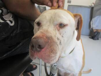 A383961 -  Staffordshire Bull Terrier Dog for Adoption in Ocala, Florida - A383961 | PetCurious