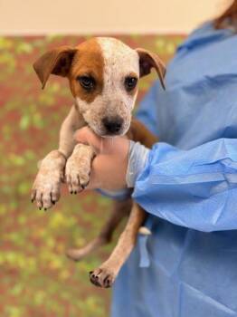 Cattle Dog and Mixed Breed Dogs Available for Adoption in San Antonio, Texas - Strait | PetCurious
