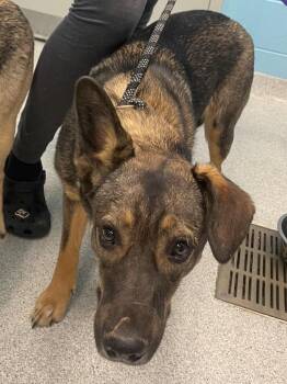 Shepherd and Mixed Breed Dogs Available for Adoption in Frankfort, Kentucky - Brielle | PetCurious