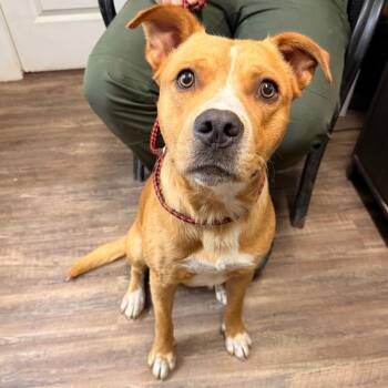 Tony -  Mixed Breed Dog for Adoption in Evensville, Tennessee - Tony | PetCurious