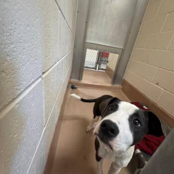 Lilith -  Pit Bull Terrier and Mixed Breed Dog for Adoption in Reno, Nevada - Lilith | PetCurious