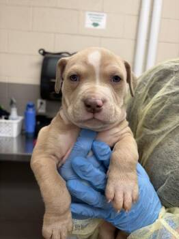 Pit Bull Terrier Dogs Available for Adoption - TUFF | PetCurious