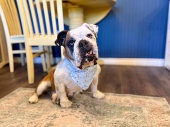 Bulldog and American Bully Dogs Available for Adoption - Barbara Cozy Queen B | PetCurious