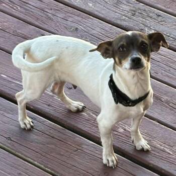 Terrier Dogs Available for Adoption in Toronto, Ontario - Mathilda | PetCurious