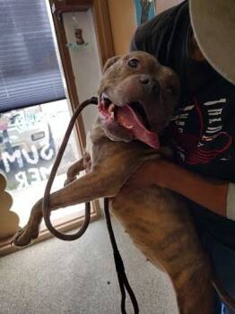 Rescue Mixed Breed Dogs for Adoption in Leadville, Colorado - Irene | PetCurious