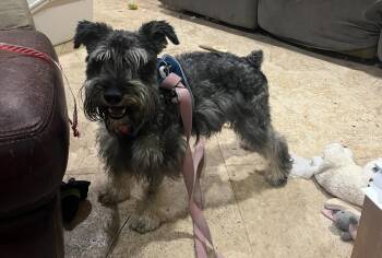 Rescue Miniature Schnauzer Dogs for Adoption in Boca Raton, Florida - Tiny | PetCurious