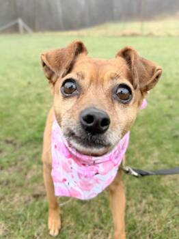 Mixed Breed Dogs Available for Adoption in Menomonie, Wisconsin - Ginger | PetCurious