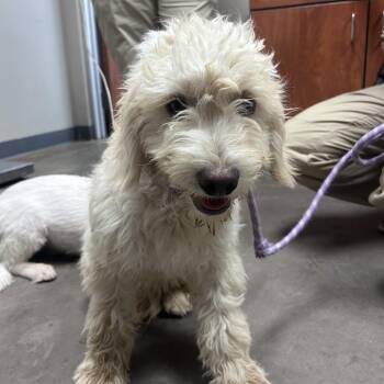 Gamora -  Poodle and Mixed Breed Dog for Adoption in Yuma, Arizona - Gamora | PetCurious
