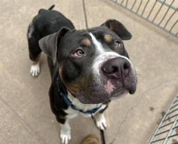 NEPTUNE -  Pit Bull Terrier Dog for Adoption in Martinez, California - NEPTUNE | PetCurious