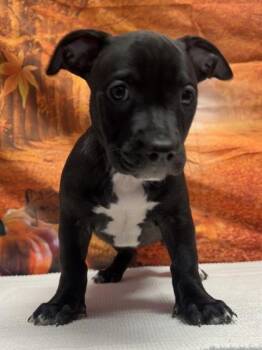 Corinne -  Basset Hound and Mixed Breed Dog for Adoption in San Antonio, Texas - Corinne | PetCurious