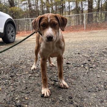 Mixed Breed Dogs Available for Adoption - Amber | PetCurious