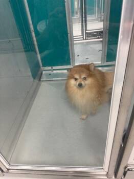 Rusty -  Pomeranian Dog for Adoption in Mustang, Oklahoma - Rusty | PetCurious