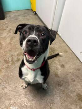 Pit Bull Terrier Dogs Available for Adoption - Arrow **Courtesy Post. Out Of Town Pet. See Below For Details** | PetCurious