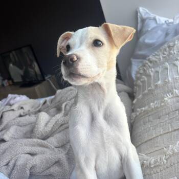 Terrier Dogs Available for Adoption - Kingsman | PetCurious
