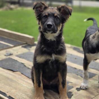 Shepherd Dogs Available for Adoption in Mansfield, Texas - Legend | PetCurious