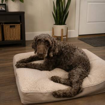 Poodle Dogs Available for Adoption in Baton Rouge, Louisiana - Mila | PetCurious