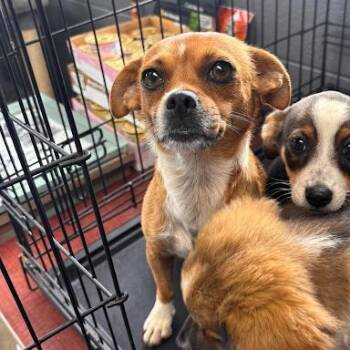 Salsa -  Chihuahua Dog for Adoption in Bethel, Connecticut - Salsa | PetCurious