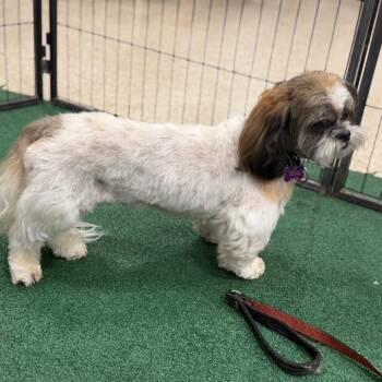 Bubba -  Shih Tzu Dog for Adoption in Phoenix, Arizona - Bubba | PetCurious