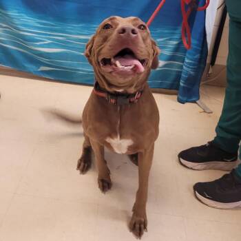 Mixed Breed Dogs Available for Adoption in Lake Panasoffkee, Florida - Thor | PetCurious