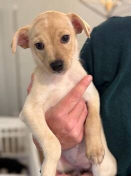 Rescue Chihuahua and Terrier Dogs for Adoption in Lafayette, California - Mary | PetCurious