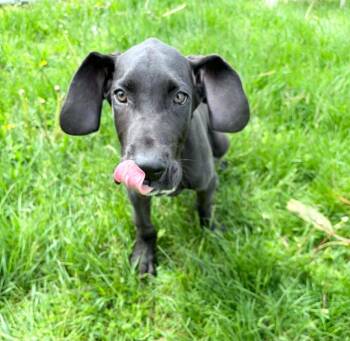 Great Dane Dogs Available for Adoption in Lagrange, Indiana - Loki | PetCurious