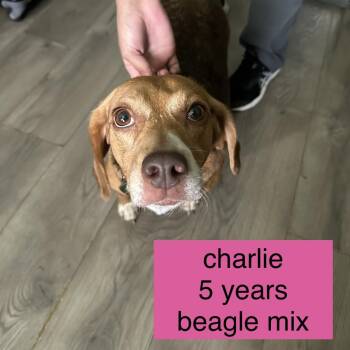 Charlie -  Beagle Dog for Adoption in Tampa, Florida - Charlie | PetCurious