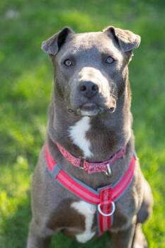 Pit Bull Terrier and Mixed Breed Dogs Available for Adoption in Savage, Minnesota - Relay | PetCurious