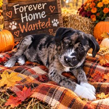 Denali -  Catahoula Leopard Dog Dog for Adoption in Cleveland, Tennessee - Denali | PetCurious