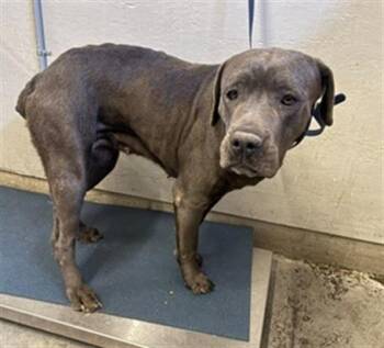 Cane Corso and Mixed Breed Dogs Available for Adoption in Camarillo, California - MADISON | PetCurious