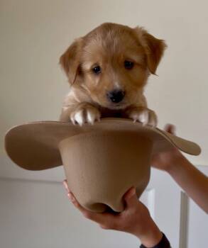 Simba -  Terrier and Labrador Retriever Dog Available for Adoption in West Palm Beach, Florida - Simba | PetCurious
