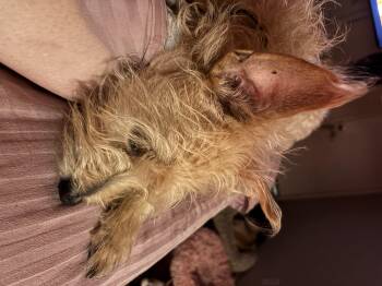 Rescue Miniature Schnauzer Dogs for Adoption in Garland, Texas - Saba | PetCurious